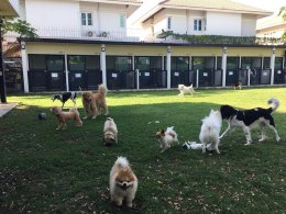 pet's ville dog hotel