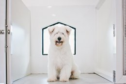 pet's ville dog hotel