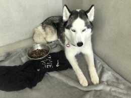 pet's ville dog hotel