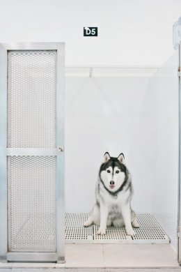 pet's ville dog hotel
