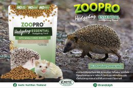  แรนดอล์ฟ-Exotic Nutrition ZooPro Hedgehog Essential อาหารเม็ดเม่นแคระ