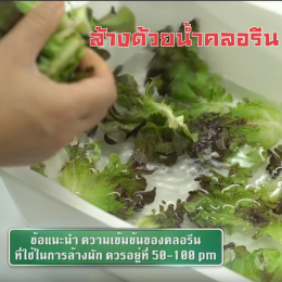 เครื่องล้างผัก โอโซน  วิธีล้างผักอย่างไรให้ปลอดภัยแก่การบริโภค