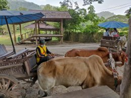 5Days 4nights  Chiang Mai - Chiangrai
