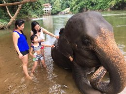 Pattaya Day Tour to Elephant Jungle 