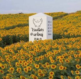 Sunflower & Flower Blooming at Khaoyai, Thailand