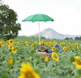 Sunflower & Flower Blooming at Khaoyai, Thailand
