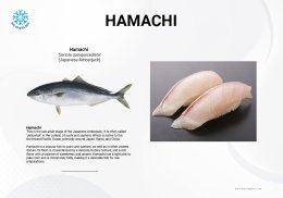 ปลาสำลี ฮามาจิ Hamachi แอมเบอร์แจ็ค Amberjack