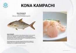 ปลาสำลี โคนา คัมปาจิ Kona Kampachi แอมเบอร์แจ็ค Amberjack