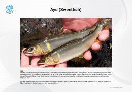 ปลาอายุ Ayu Sweetfish