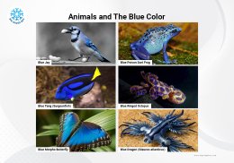 สัตว์สีน้ำเงิน Animals and The Blue Color