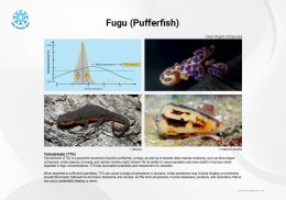 ปลาปักเป้า Fugu Pufferfish