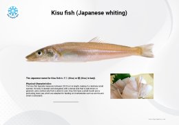 ปลาคิสึ ปลาทรายญี่ปุ่น Kisu Japanese whiting