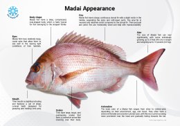 ปลามาได Madai Japanese red snapper
