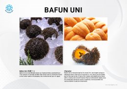 ไข่หอยเม่น อูนิ ไข่หอยเม่นบาฟุน Sea Urchin Uni Bafun Uni