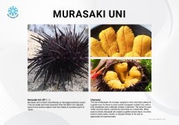 ไข่หอยเม่น อูนิ ไข่หอยเม่นมูราซากิ Sea Urchin Uni Murasaki Uni