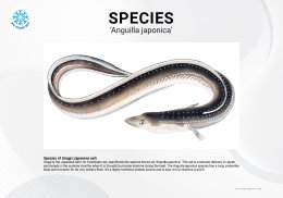 อูนางิ ปลาไหลย่าง Unagi Japanese eel