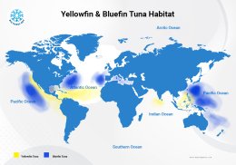 ปลาทูน่าครีบเหลือง Yellowfin Tuna