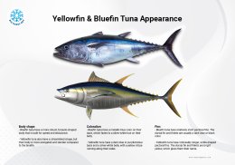 ปลาทูน่าครีบเหลือง Yellowfin Tuna