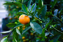 A Traditional Orange orchard Farm