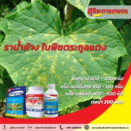 โรคราน้ำค้าง ในพืชตระกูลแตง