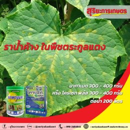 โรคราน้ำค้าง ในพืชตระกูลแตง
