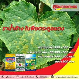 โรคราน้ำค้าง ในพืชตระกูลแตง