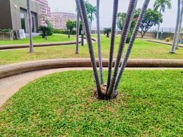 Bangna Residence