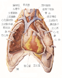 胸部及心脏