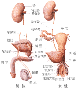 人体生殖器官图