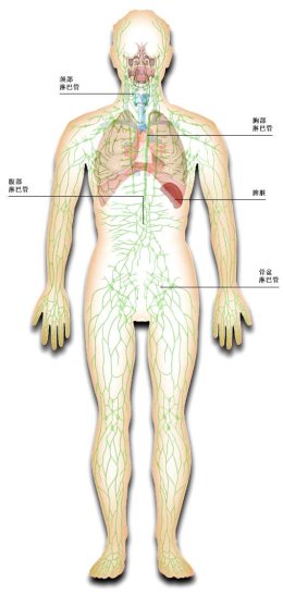 淋巴系统