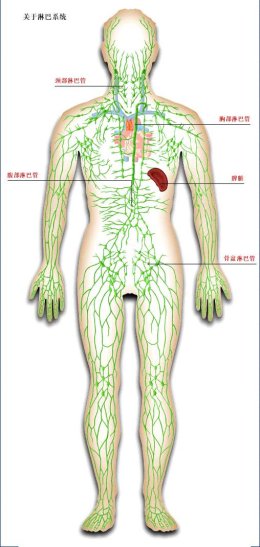 淋巴系统