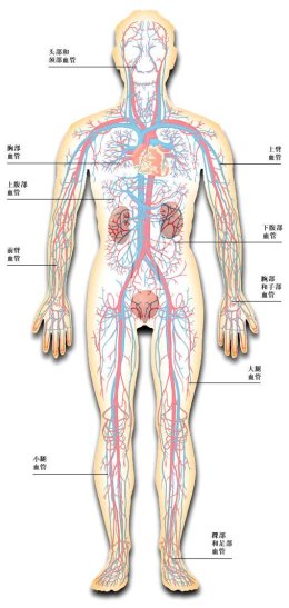 人体循环系统