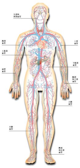 人体循环系统