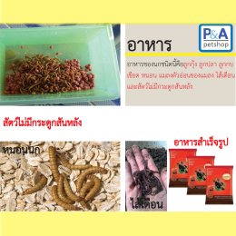 เกร็ดความรู้เกี่ยวกับนกกวัก