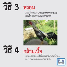 วิธีดูลักษณะไก่ชนพม่าแบบเก่งๆ