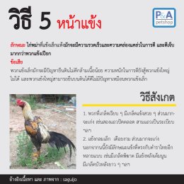 วิธีดูลักษณะไก่ชนพม่าแบบเก่งๆ