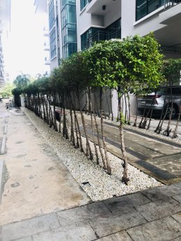 ปรับปรุงสนามหญ้าและสวนโรงแรม หน้างาน บางแสน
