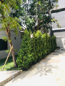 ปรับปรุงสนามหญ้าและสวนโรงแรม หน้างาน บางแสน
