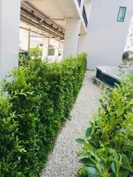 ปรับปรุงสนามหญ้าและสวนโรงแรม หน้างาน บางแสน