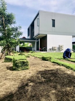 -ปูหญ้านวลน้อย 300 ตรม  หน้างาน บางกะปิ