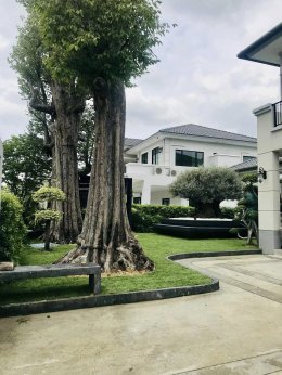 ปูหญ้านวลน้อย หน้างาน หมู่บ้านลัดดารมย์ ราชพฤกษ์ ตัดใหม่