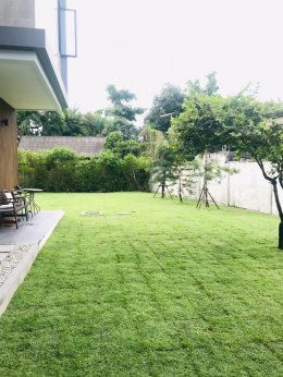 -ปูหญ้านวลน้อย 300 ตรม  หน้างาน บางกะปิ