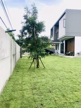 -ปูหญ้านวลน้อย 300 ตรม  หน้างาน บางกะปิ