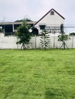 -ปูหญ้านวลน้อย 300 ตรม  หน้างาน บางกะปิ