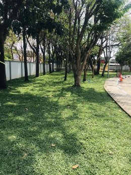 ปูหญ้ามาเลเซีย 750ตรม.หน้างาน นครราชสีมา