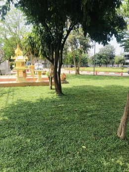 ปูหญ้ามาเลเซีย 750ตรม.หน้างาน นครราชสีมา