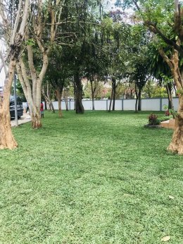 ปูหญ้ามาเลเซีย 750ตรม.หน้างาน นครราชสีมา