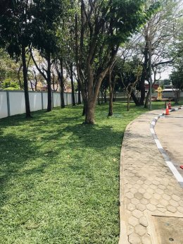 ปูหญ้ามาเลเซีย 750ตรม.หน้างาน นครราชสีมา