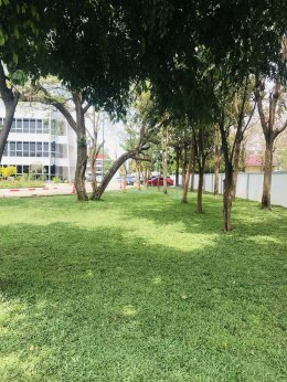 ปูหญ้ามาเลเซีย 750ตรม.หน้างาน นครราชสีมา