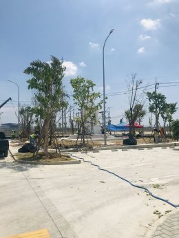 ปลูกต้นไม้โครงการ ปูหญ้านวลน้อย 7050 ตรม. โรงงาน จ.สมุทรปราการ